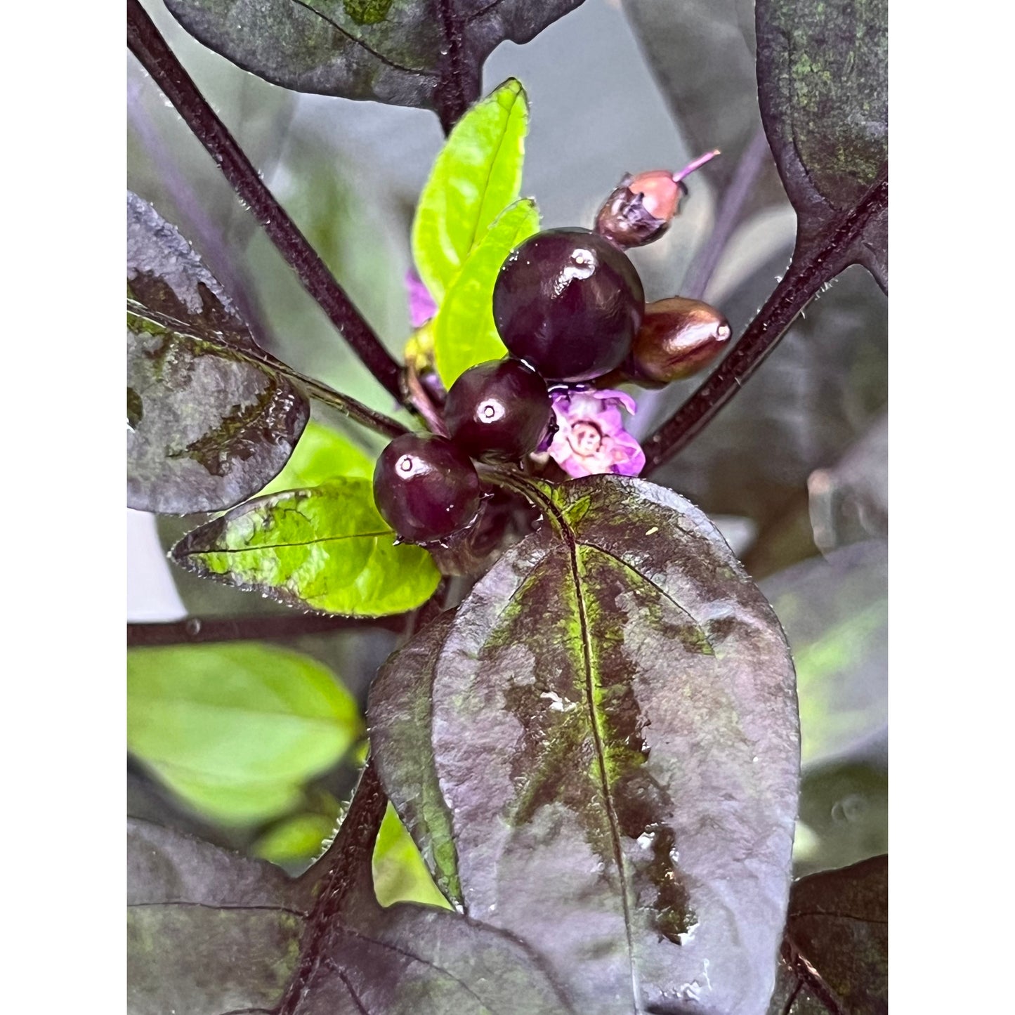 Black Pearl - Hot Pepper Seeds
