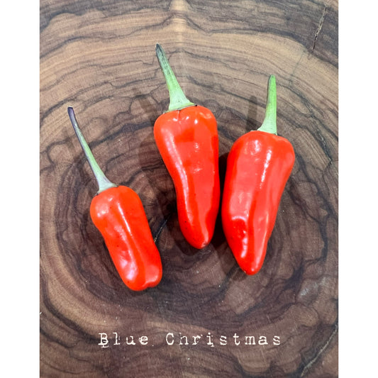 Blue Christmas - Hot Pepper Seeds