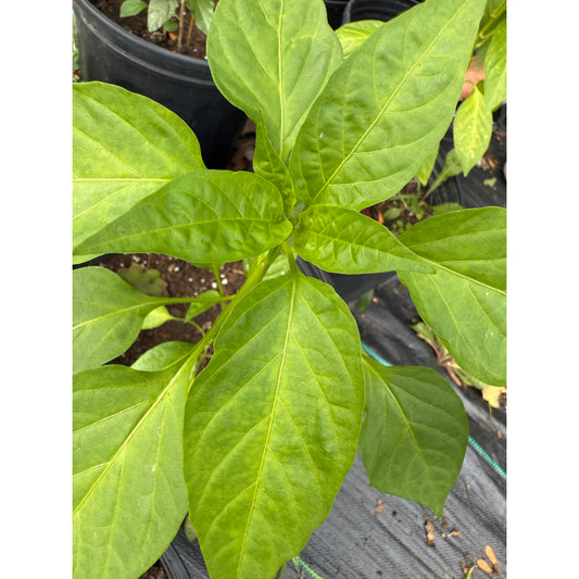 Boldog - Hot Pepper Seeds