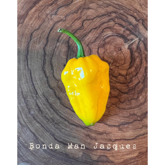 Bonda Ma (Man) Jacques - Hot Pepper Seeds