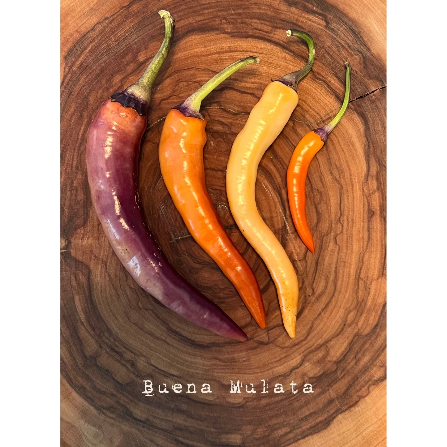 Buena Mulata (Rare) - Hot Pepper Seeds