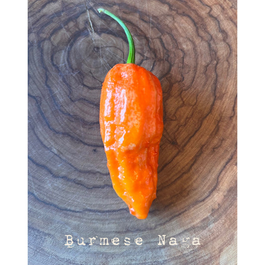 Burmese Naga - Hot Pepper Seeds