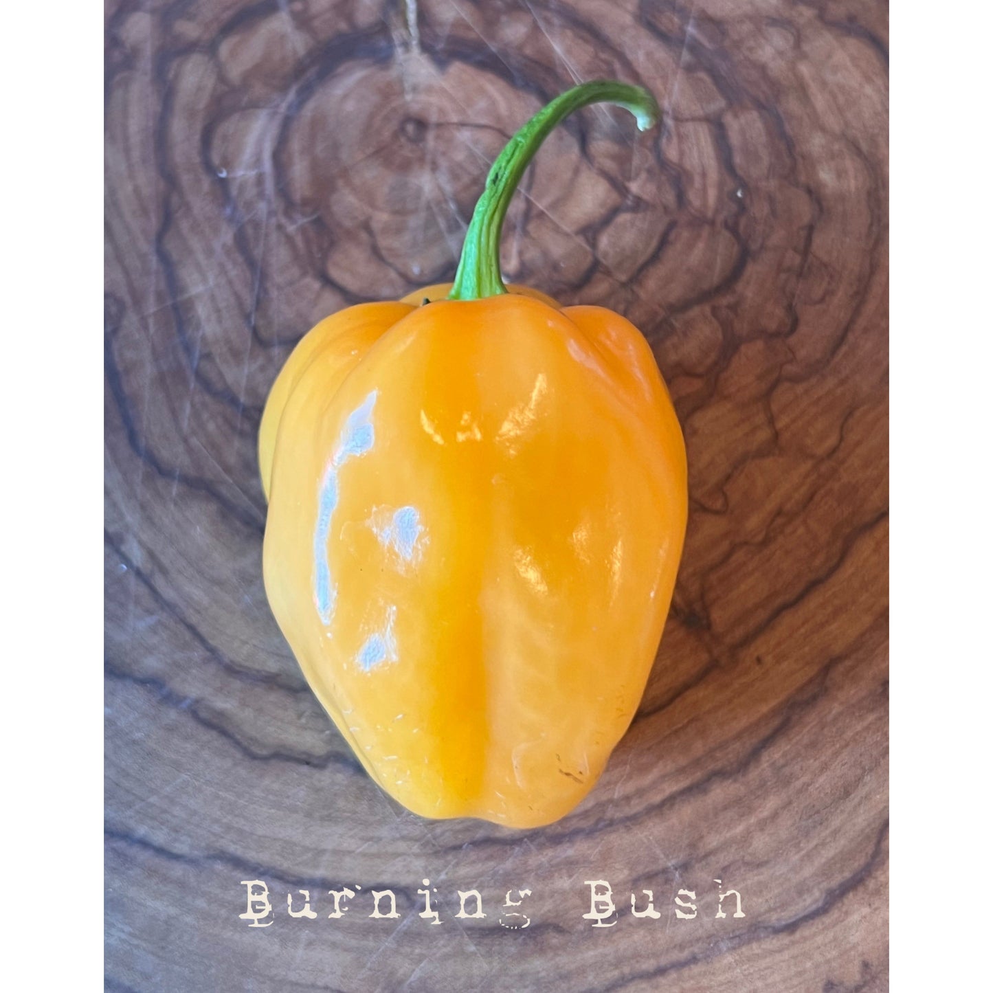 Burning Bush - Hot Pepper Seeds