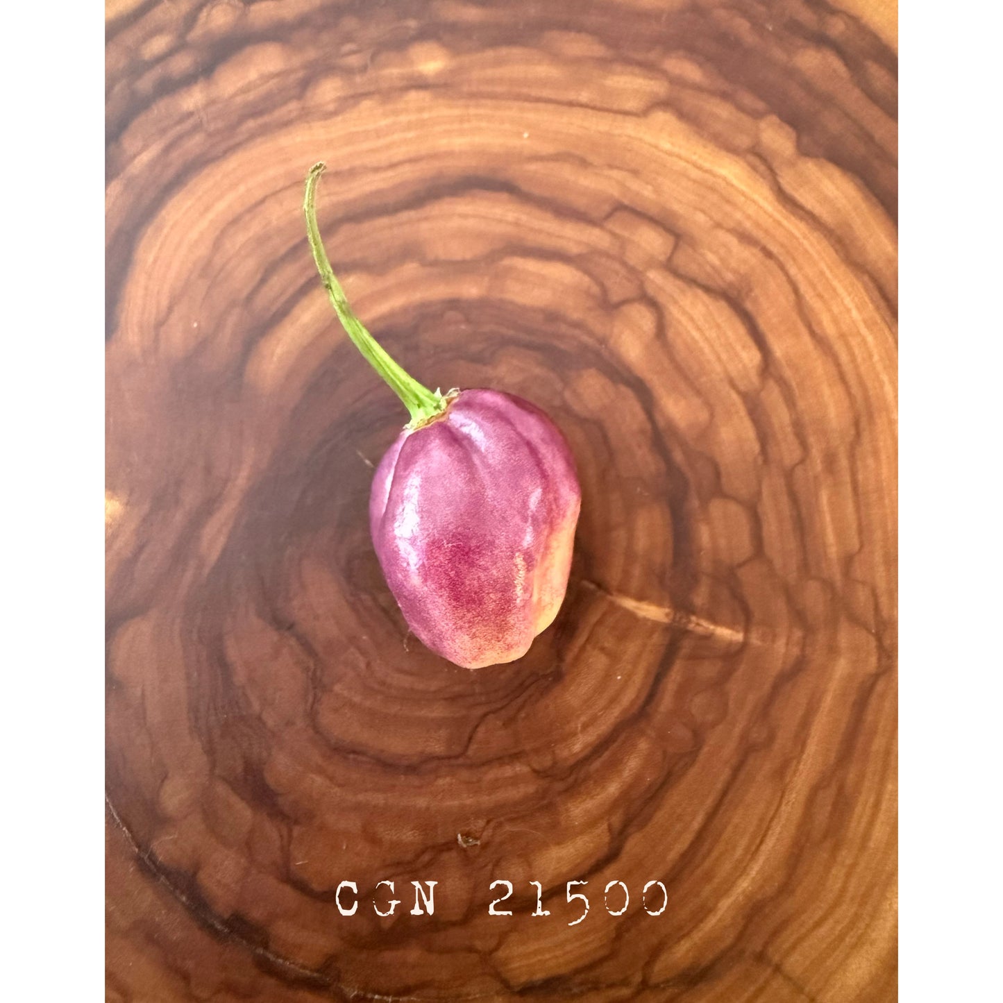 CGN 21500 Hot Pepper Seeds