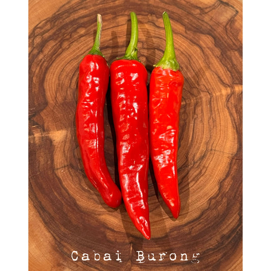 Cabai Burong - Hot Pepper Seeds