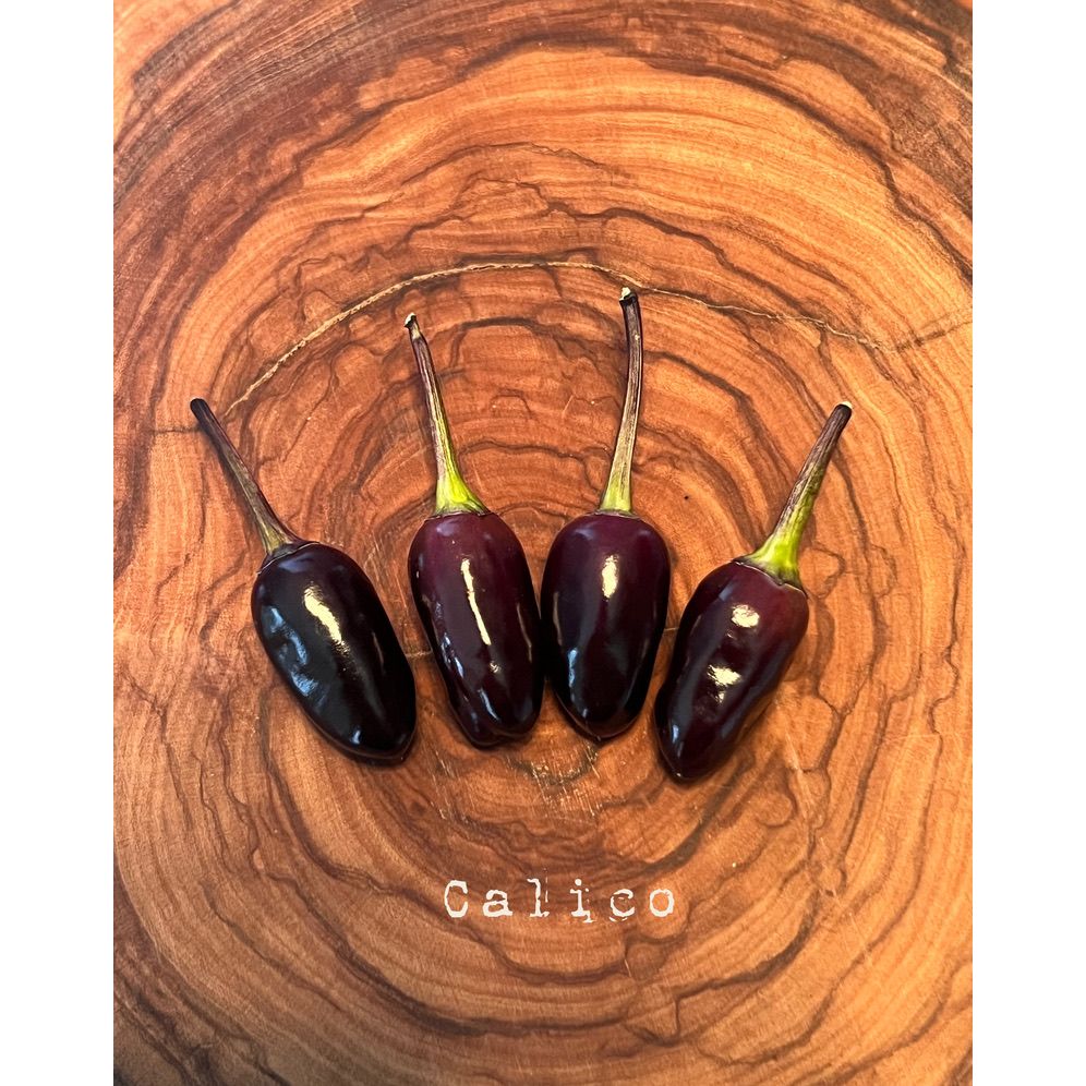 Calico - Hot Pepper Seeds