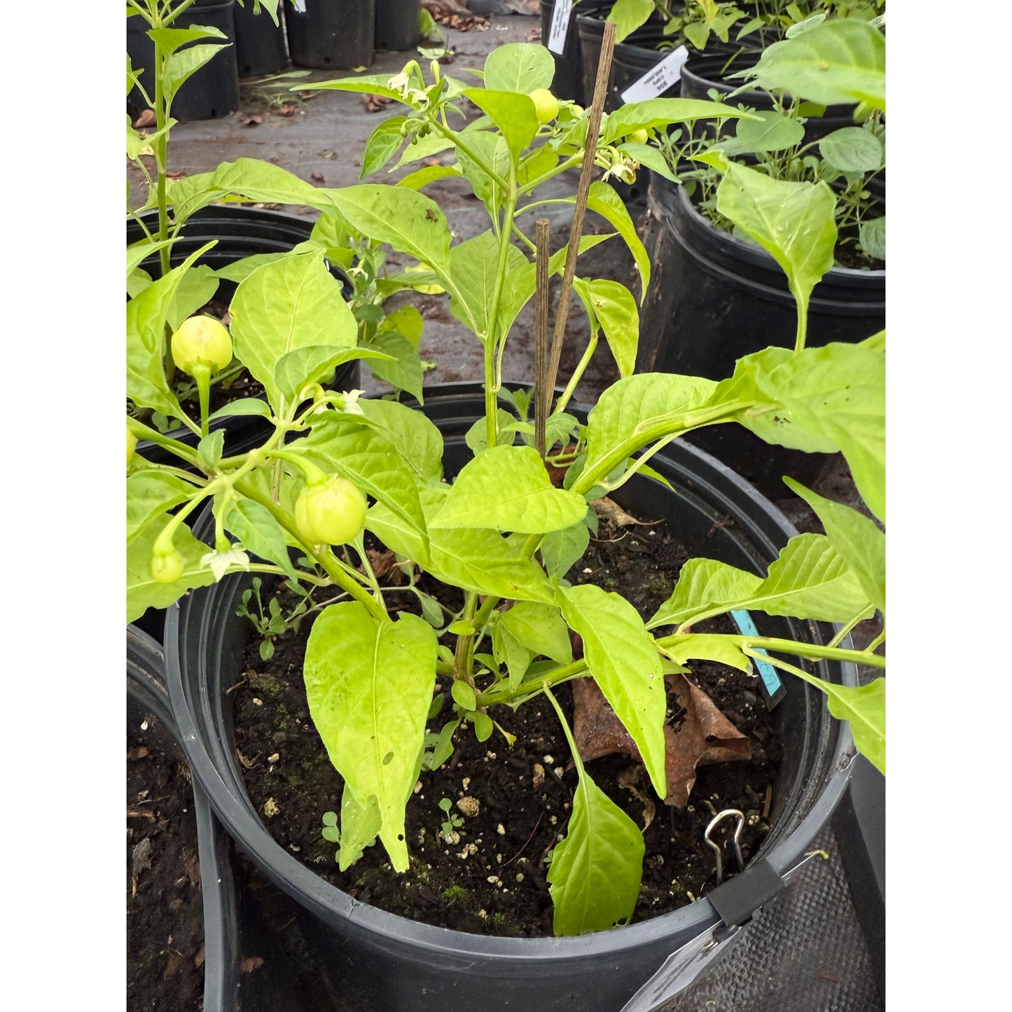 Capezzoli di Scimmia (monkey nipple) Hot Pepper Seeds