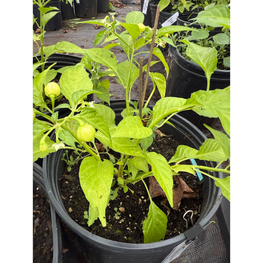 Capezzoli di Scimmia (monkey nipple) Hot Pepper Seeds