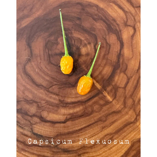 Capsicum Flexuosum Hot Pepper Seeds
