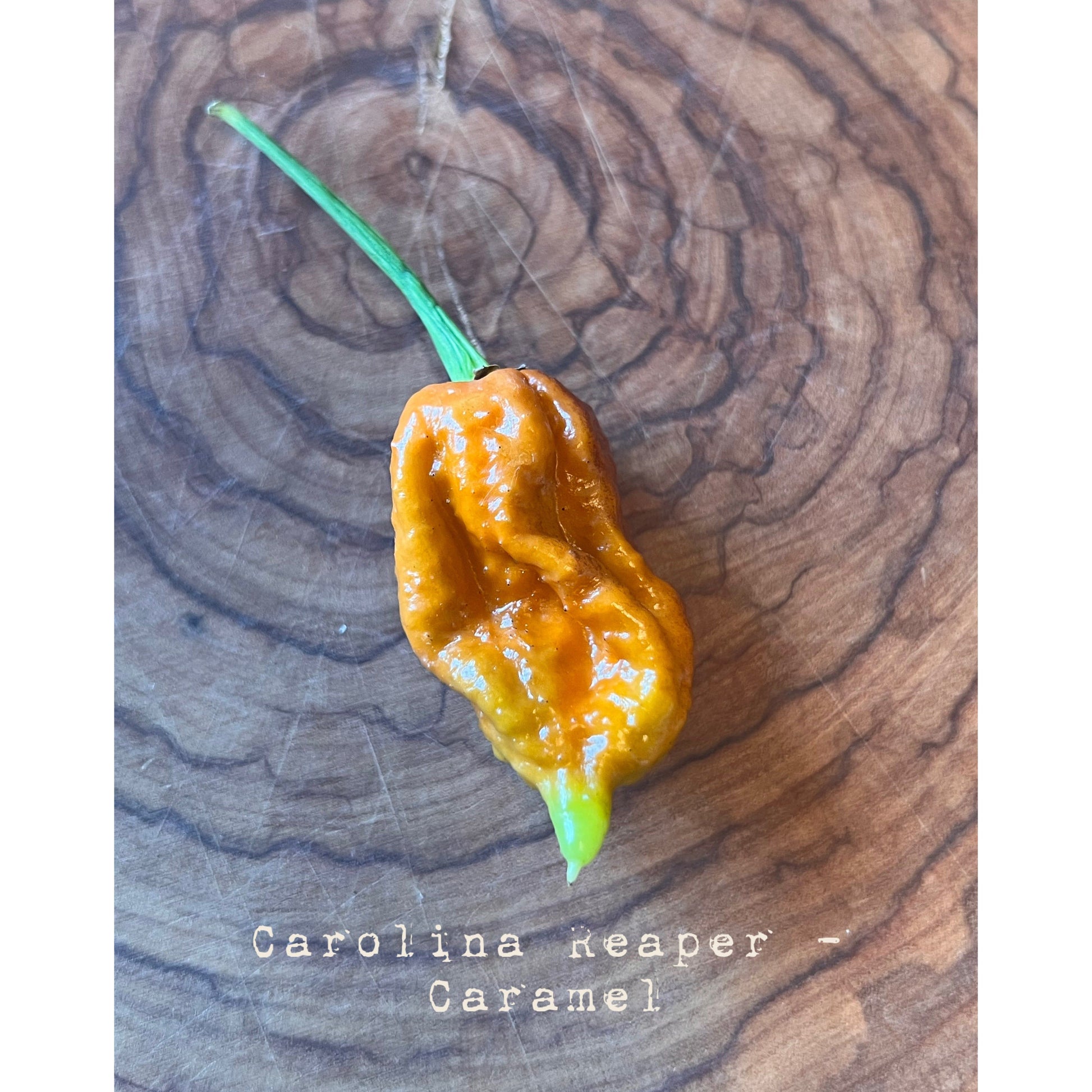 Carolina Reaper - Caramel - Hot Pepper Seeds