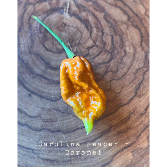Carolina Reaper - Caramel - Hot Pepper Seeds
