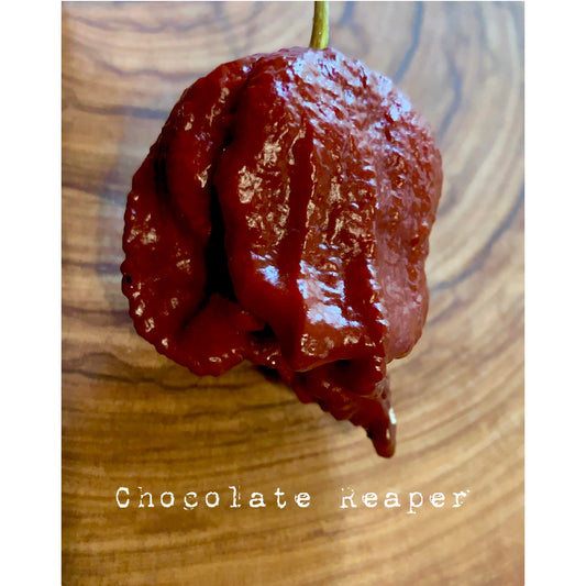 Carolina Reaper - Chocolate - Hot Pepper Seeds