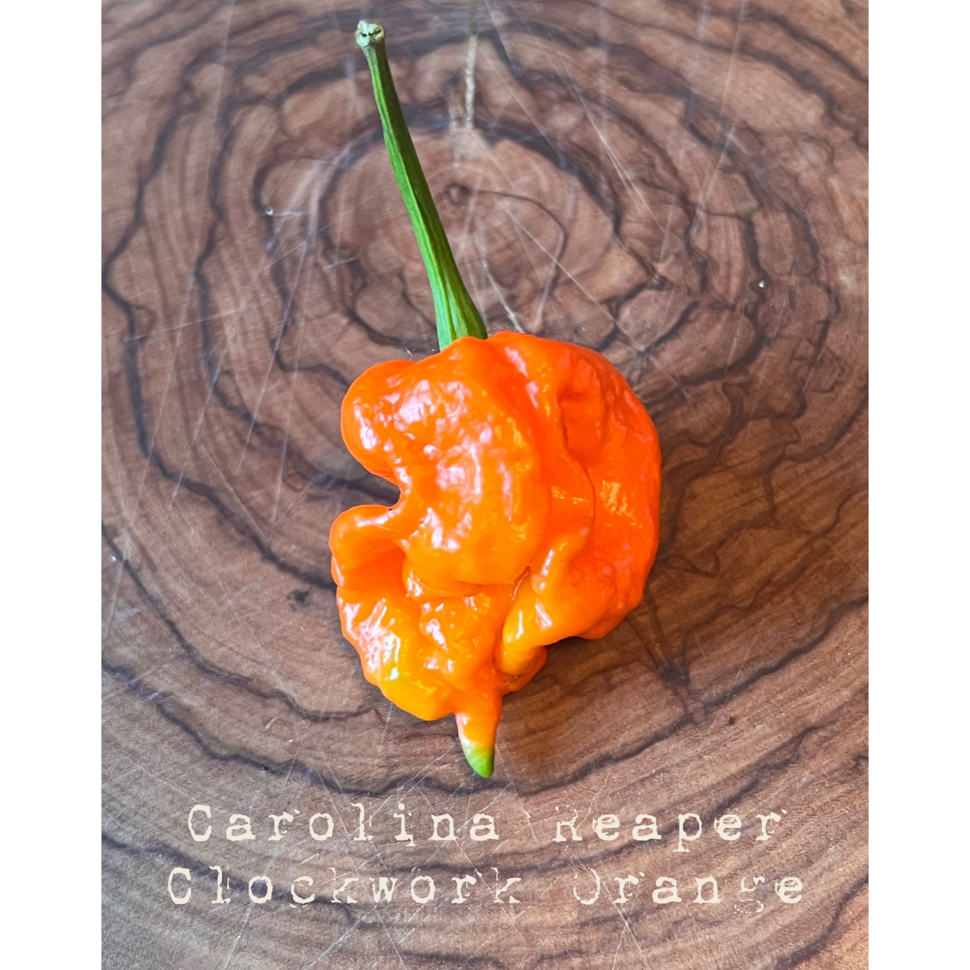 Carolina Reaper - Clockwork Orange (Reaper X Moruga Scorpion) - Hot Pepper Seeds