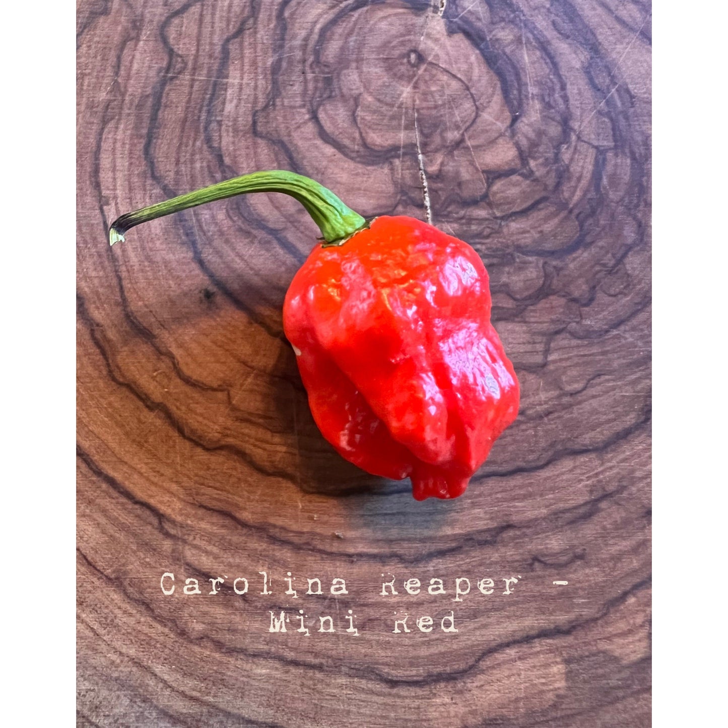 Carolina Reaper - Mini Red Reaper - Hot Pepper Seeds