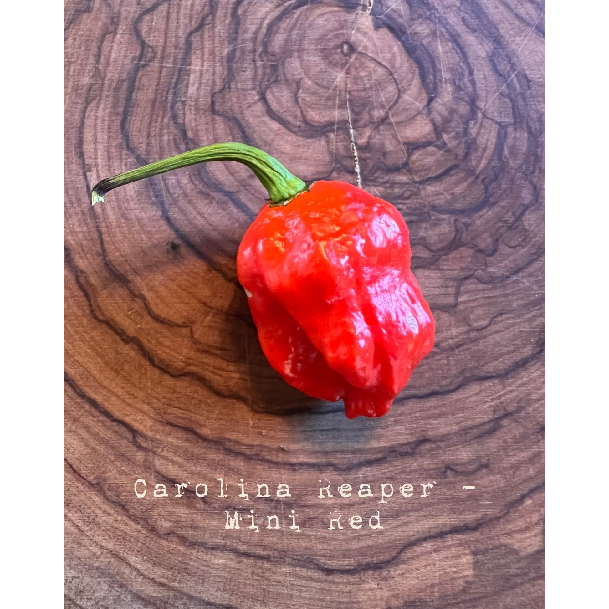 Carolina Reaper - Mini Red Reaper - Hot Pepper Seeds