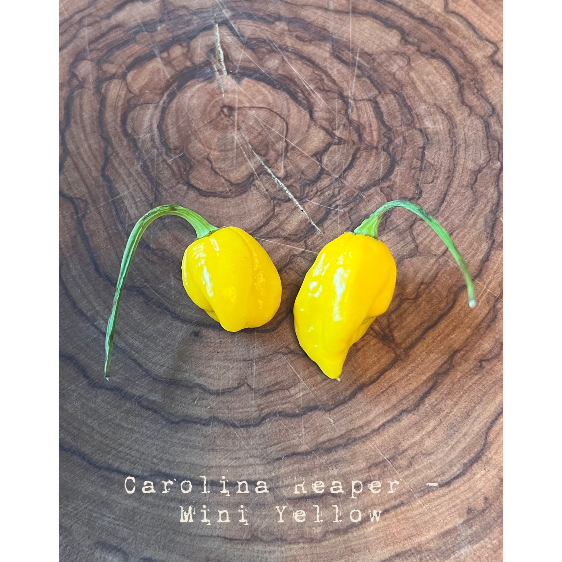 Carolina Reaper - Mini Yellow Reaper - Hot Pepper Seeds