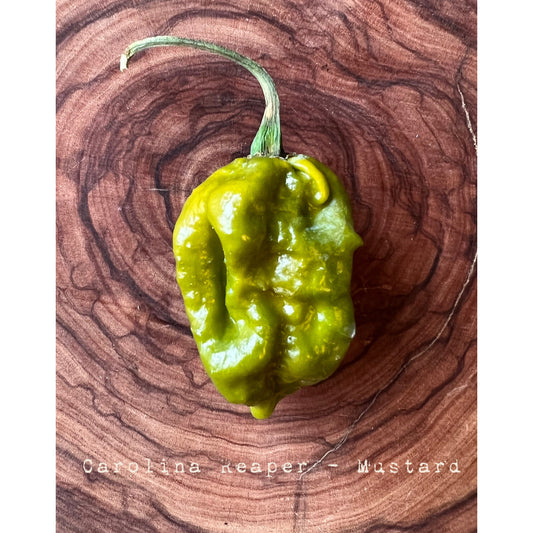 Carolina Reaper - Mustard - Hot Pepper Seeds