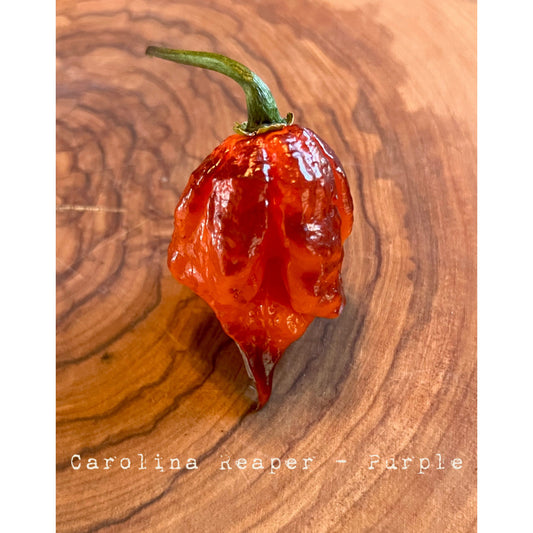 Carolina Reaper - Purple - Hot Pepper Seeds