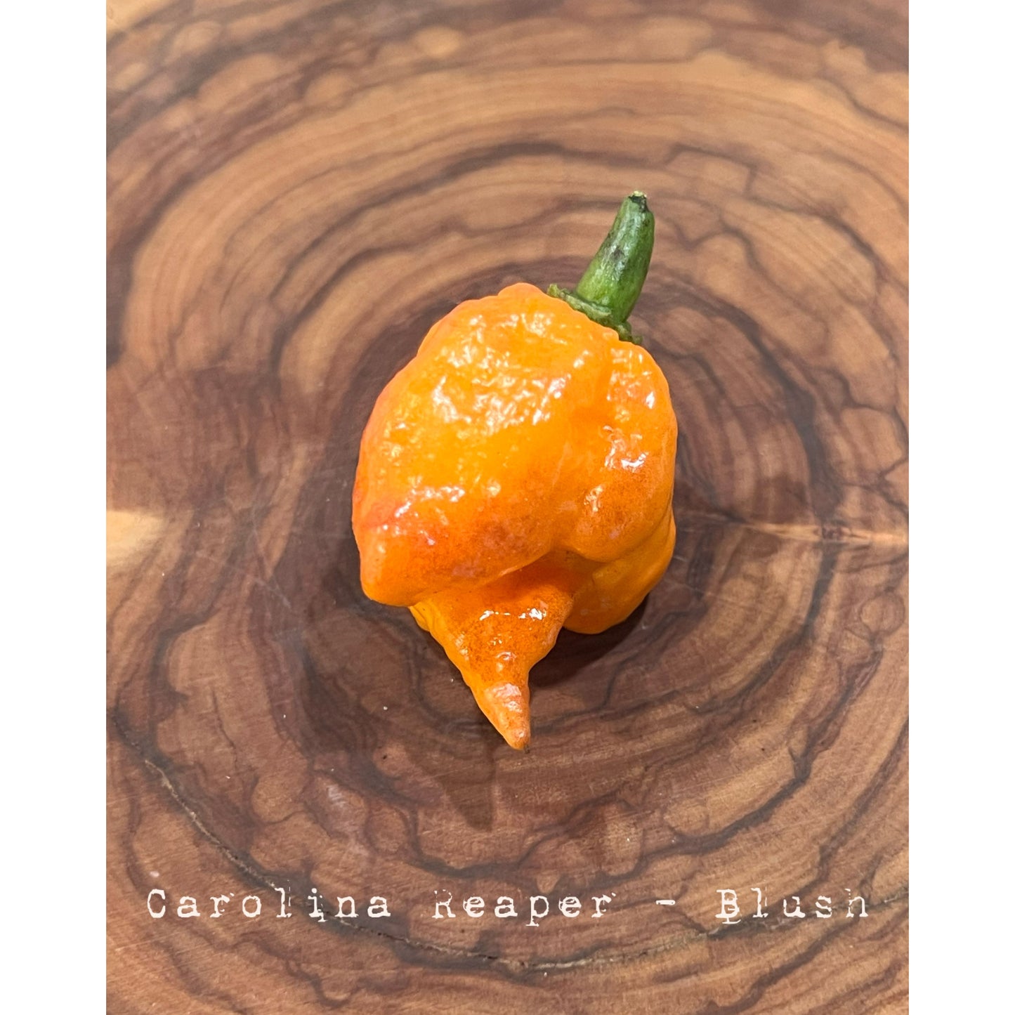 Carolina Reaper - Blush - Hot Pepper Seeds
