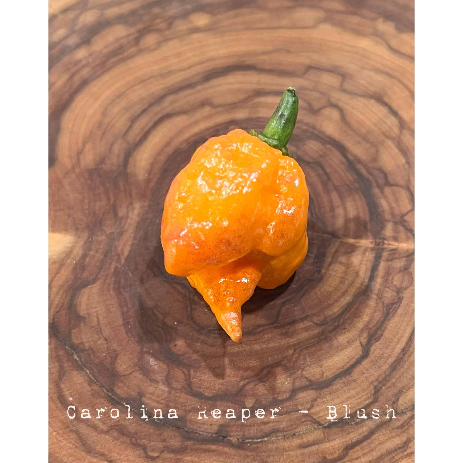 Carolina Reaper - Blush - Hot Pepper Seeds