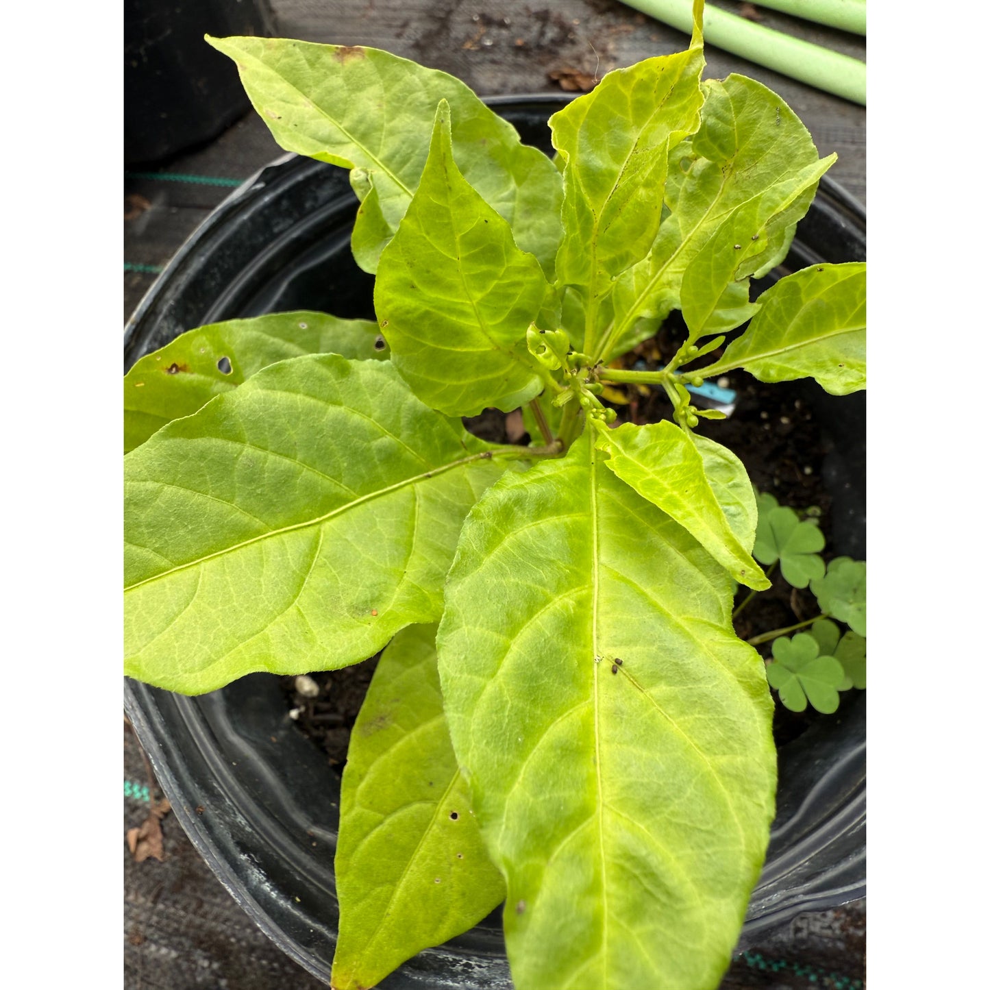 Carolina Reaper - Mini Red Reaper - Hot Pepper Seeds