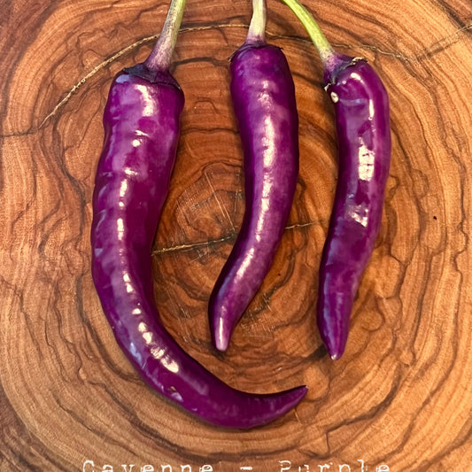 Cayenne - Purple - Hot Pepper Seeds