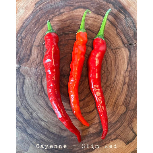 Cayenne - Red - Hot Pepper Seeds