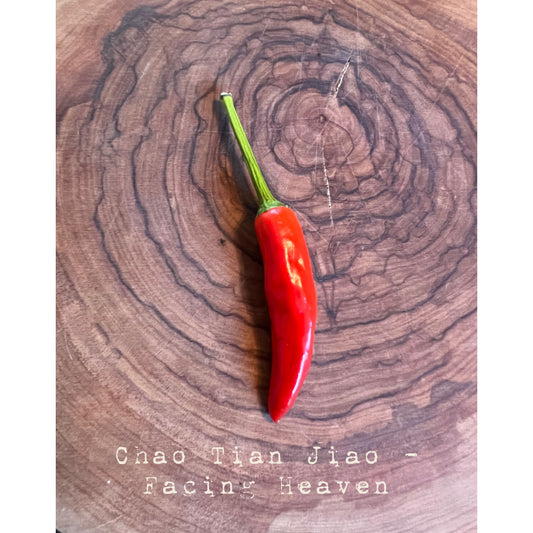 Chao Tian Jiao (Facing Heaven) - Hot Pepper Seeds