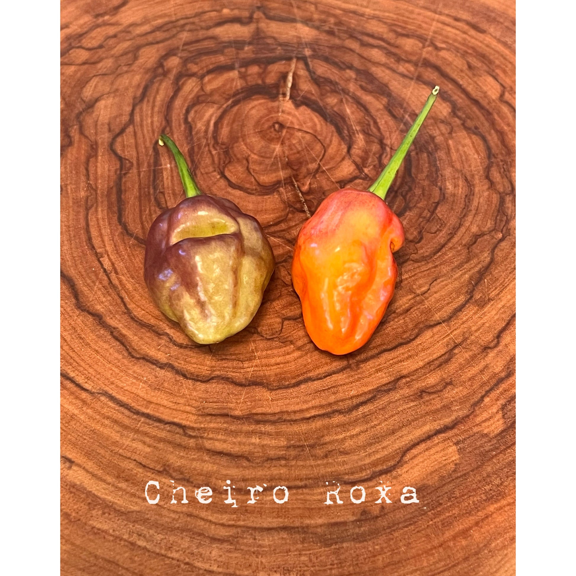 Cheiro Roxa - Hot Pepper Seeds