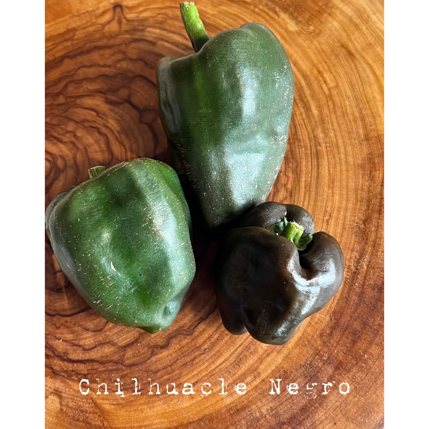Chilhuacle Negro (Ancient Chile Pepper) - Hot Pepper Seeds