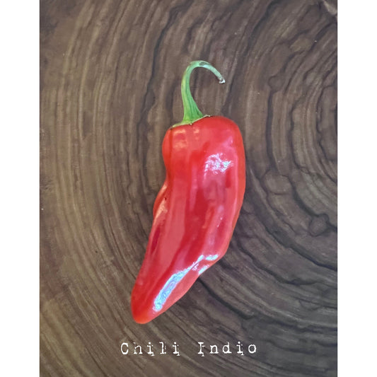 Chile Indio - Hot Pepper Seeds