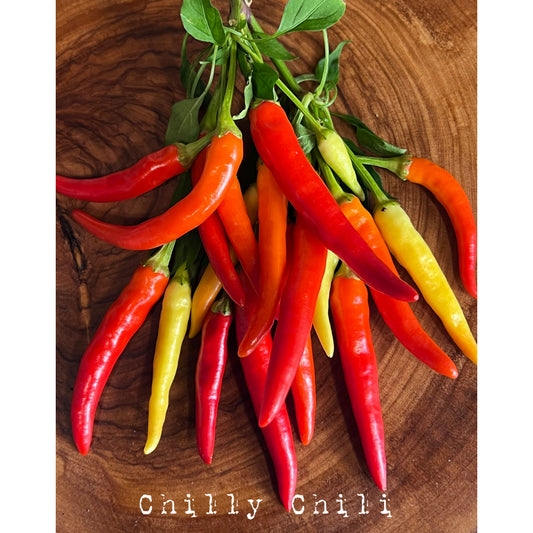 Chilly Chili - Hot Pepper Seeds