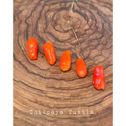 Chilpaya Tuxtlas - Hot Pepper Seeds