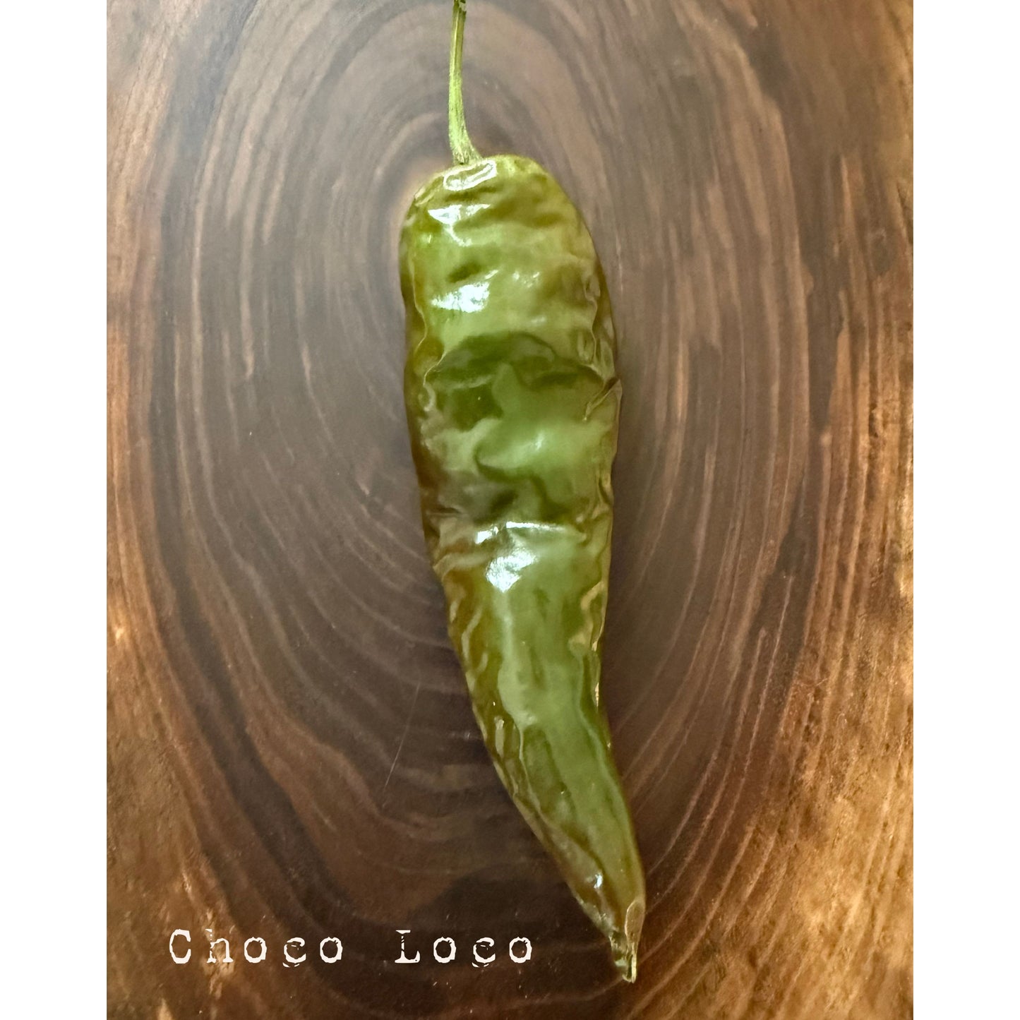 Graines de piment fort Choco Loco