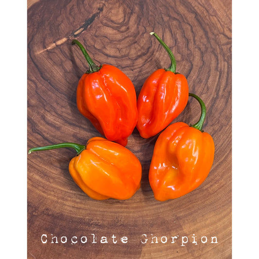 Chocolate Ghorpion - Hot Pepper Seeds