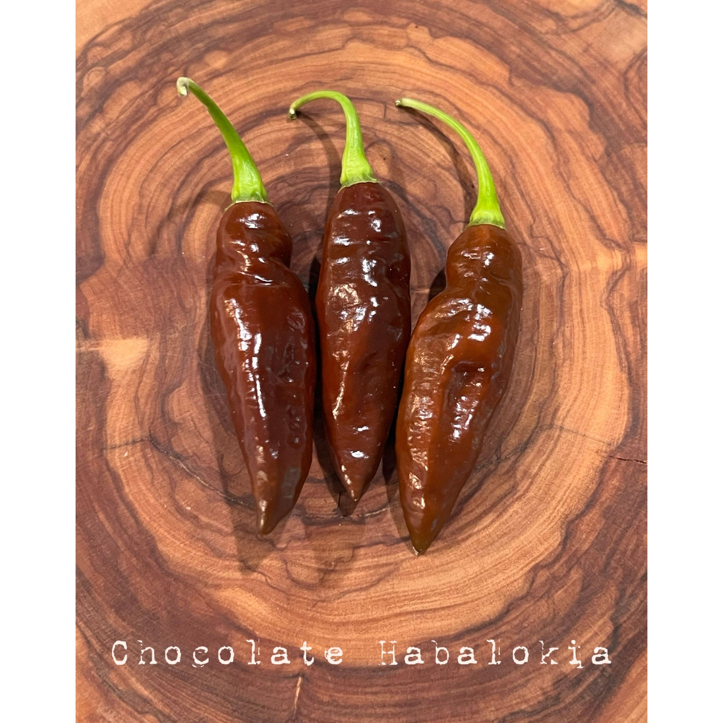 Habalokia - Chocolate - Hot Pepper Seeds