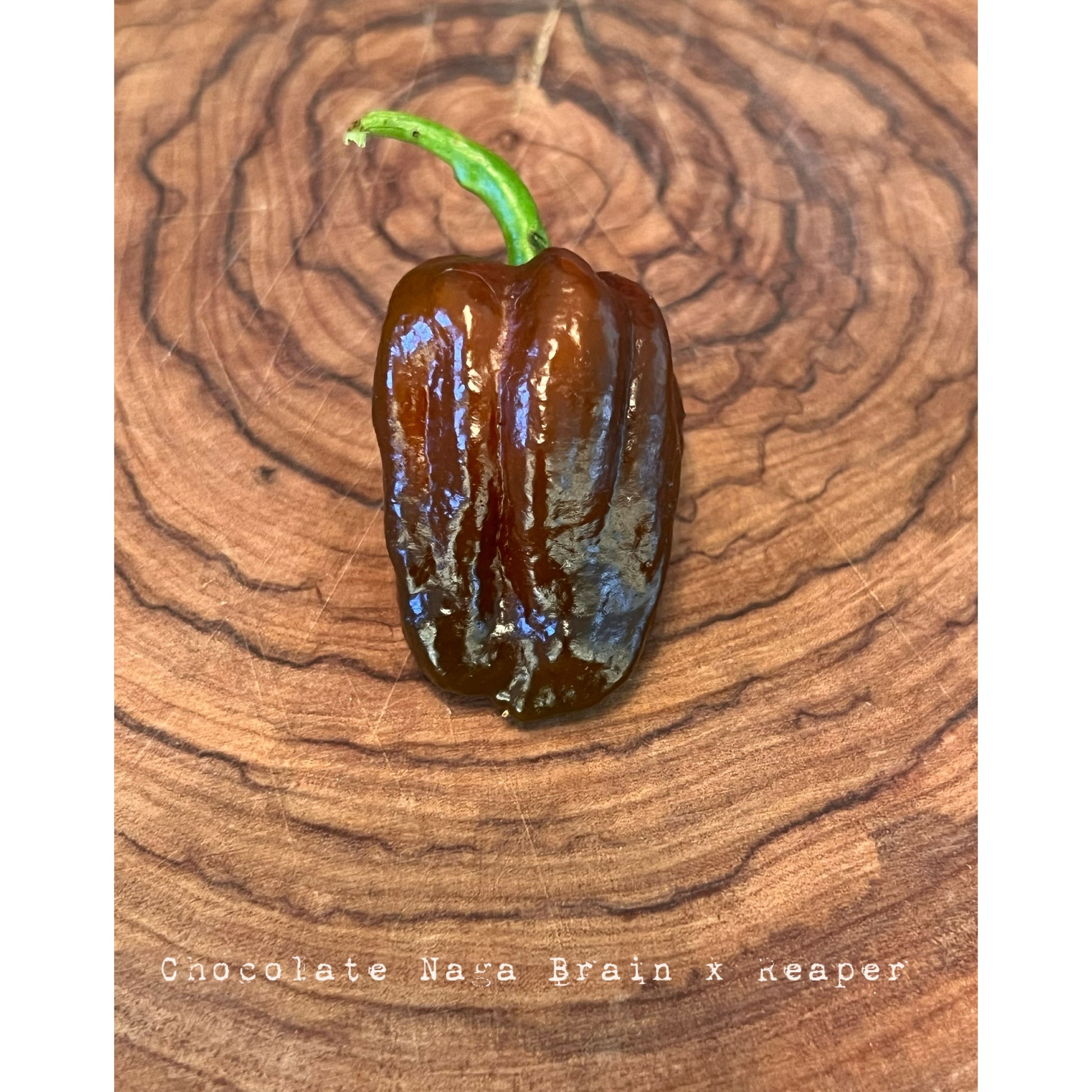 Chocolate NagaBrain & Reaper Cross  -  Hot Pepper Seeds