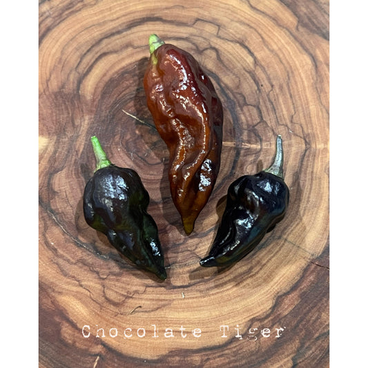 Chocolate Tiger - Hot Pepper Seeds