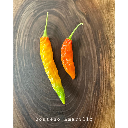 Costeno Amarillo Hot Pepper Seeds