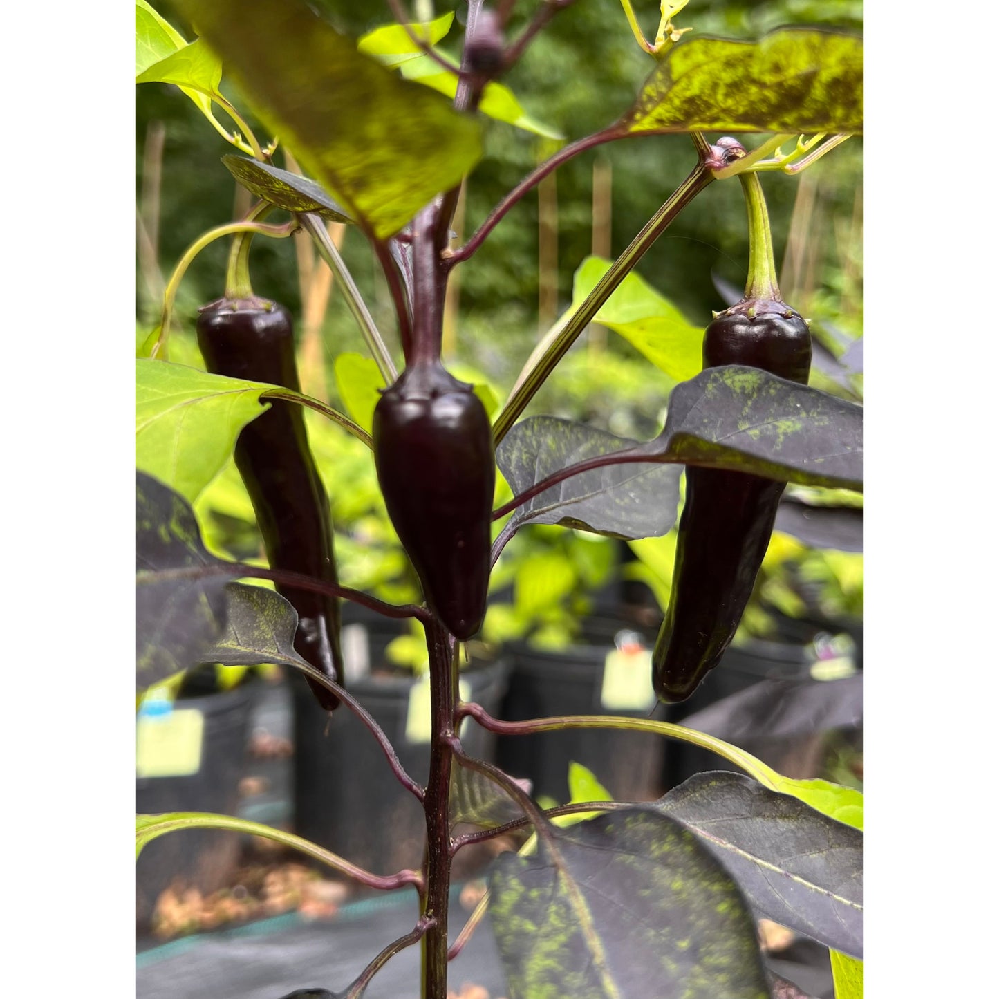 Count Dracula (Heirloom)- Hot Pepper Seeds