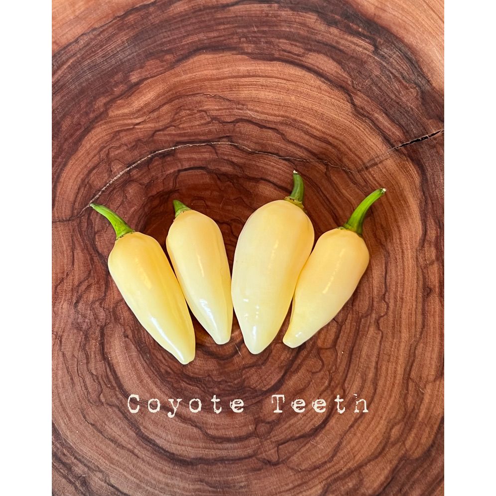 Coyote Teeth - Hot Pepper Seeds