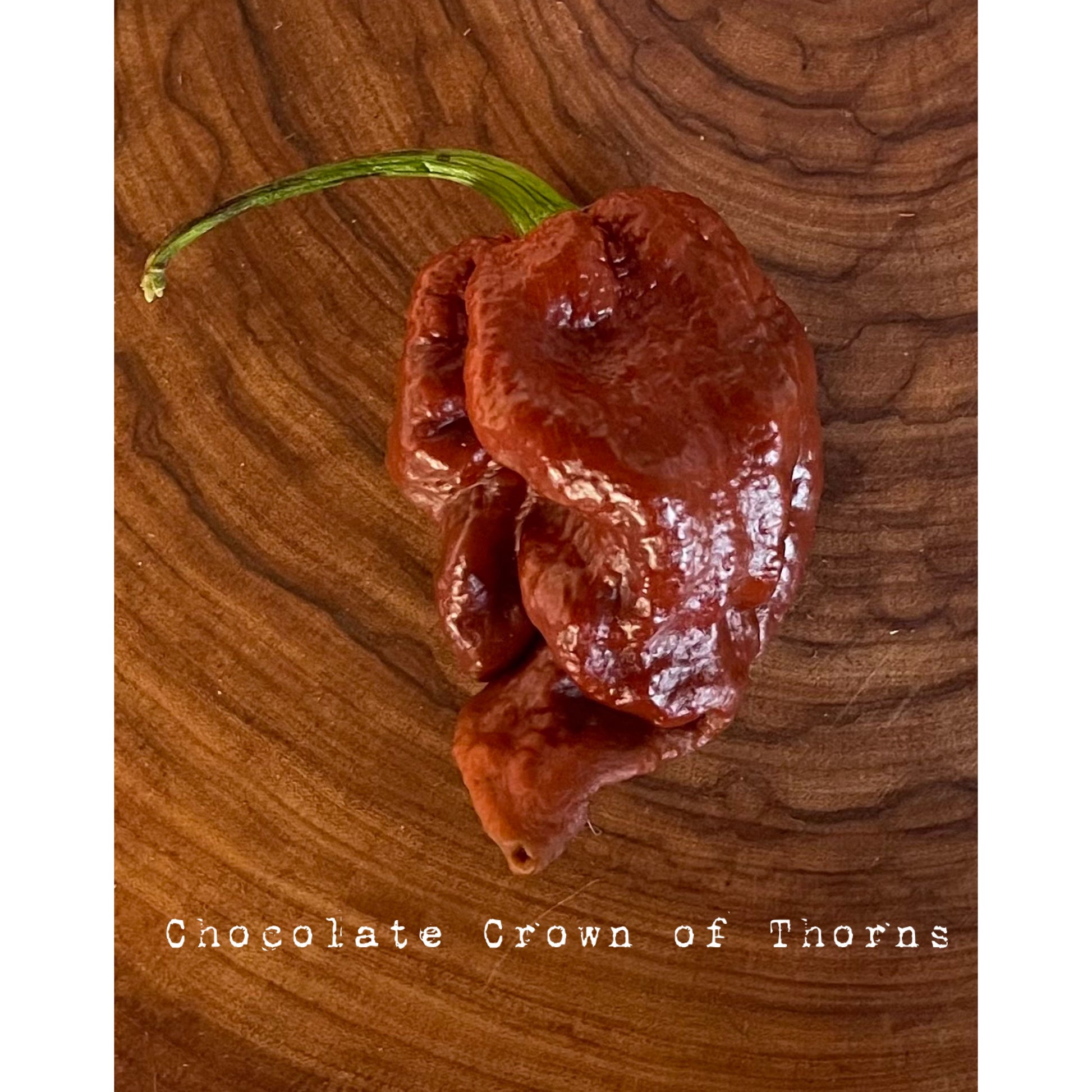 Crown of Thorns (Chocolate) - Hot Pepper Seeds