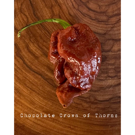 Crown of Thorns (Chocolate) - Hot Pepper Seeds