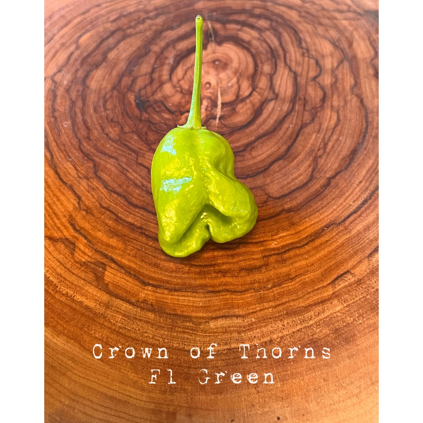 Crown of Thorns - Green F1 - Hot Pepper Seeds