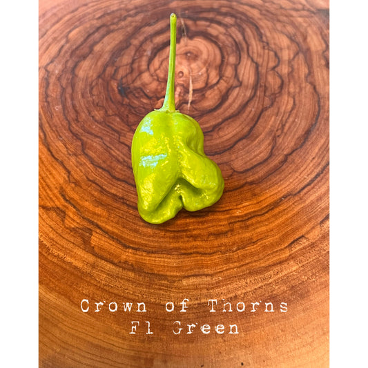Crown of Thorns - Green F1 - Hot Pepper Seeds