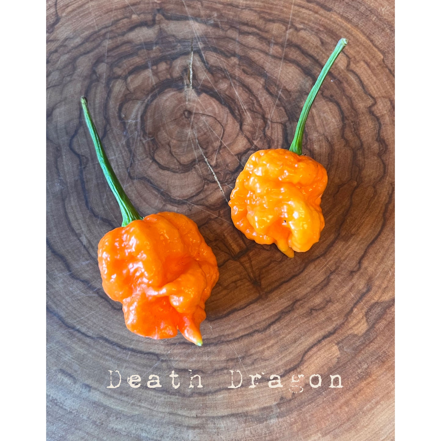 Death Dragon (Dragon's Breath X Death Spiral) - Hot Pepper Seeds