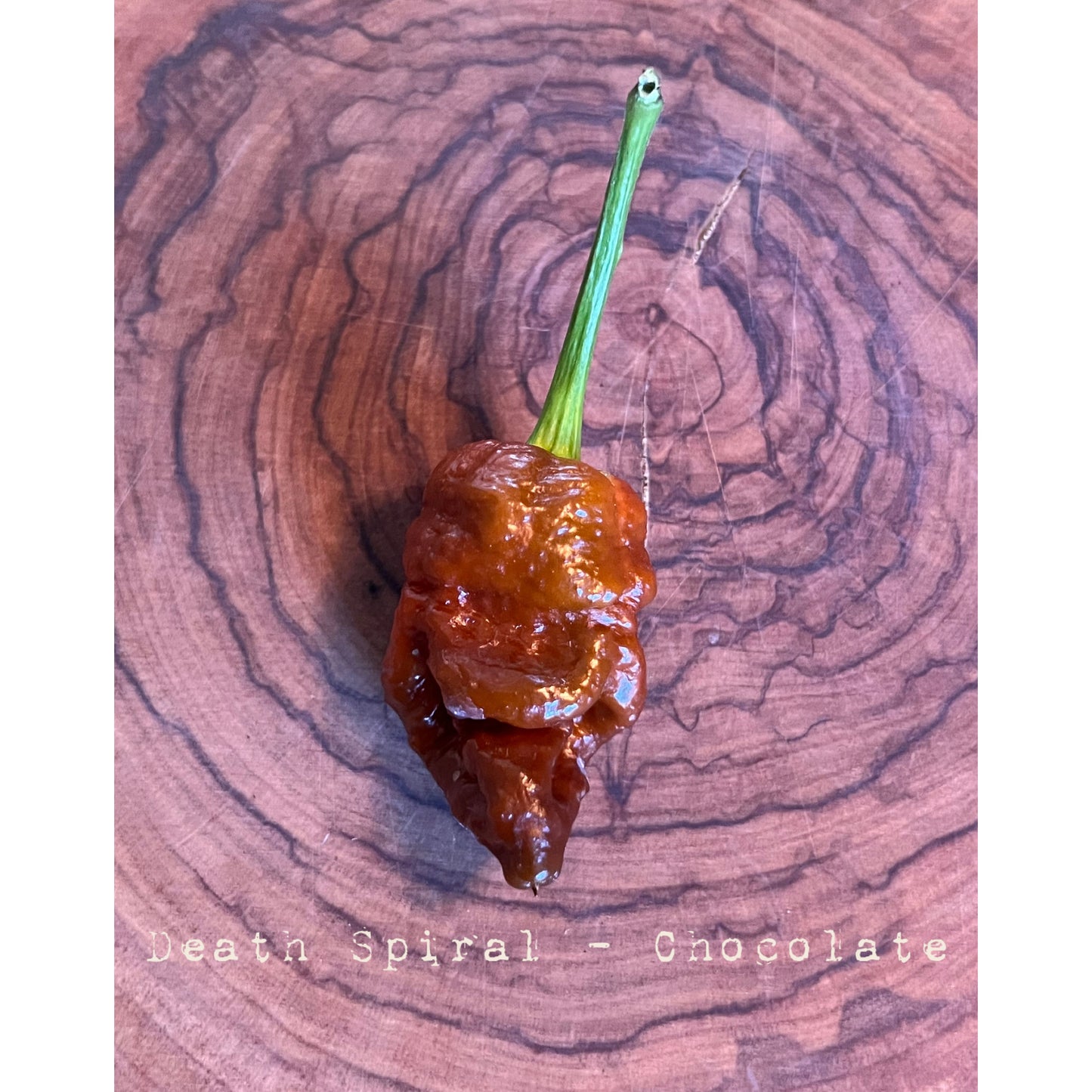 Death Spiral - Chocolate - Hot Pepper Seeds