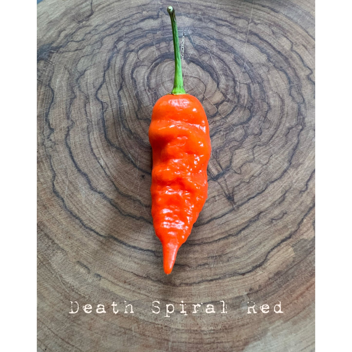 Death Spiral - Red - Hot Pepper Seeds