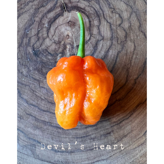 Devil's Heart - Hot Pepper Seeds