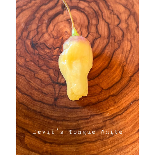 Devil's Tongue - White - Hot Pepper Seeds